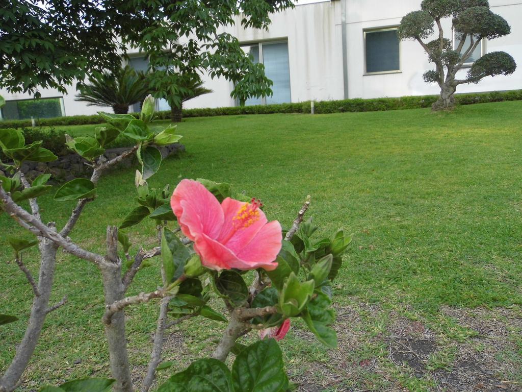 Fiore Dell'Etna Apartment Санта Венерина Екстериор снимка